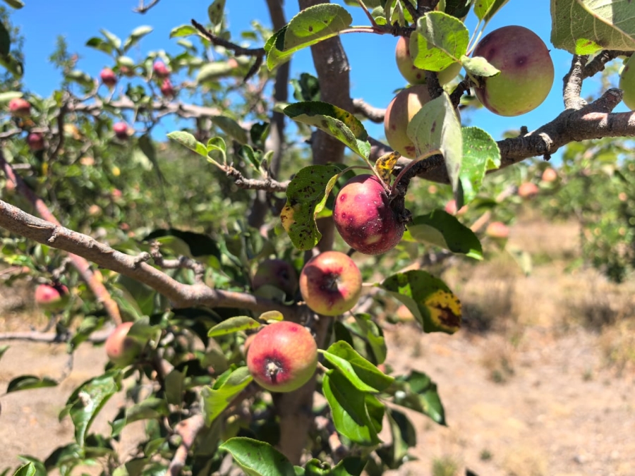 5 Bedroom Property for Sale in Uniondale Western Cape